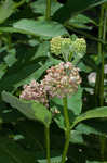 Common milkweed